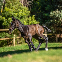 horse running in the meadow