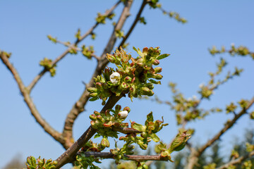 A cherry flowering branch with many buds