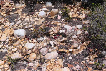 Robberg Nature Reserve mit einer Kolonie  Südafrikanischer Seebären (Arctocephalus pusillus). Bei Plettenberg Bay, Südafrika.
