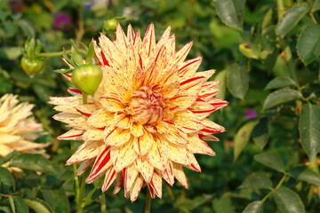 Soft yellow semi-cactus dahlia flower, with red splashes on the petals. Dahlia of the 'Hy Pimento' variety in the garden, close-up © prambuwesas