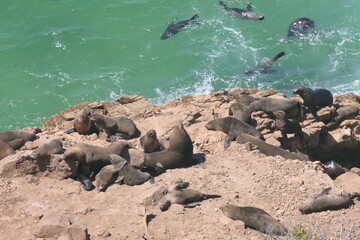 Robberg Nature Reserve mit einer Kolonie  Südafrikanischer Seebären (Arctocephalus pusillus). Bei Plettenberg Bay, Südafrika.