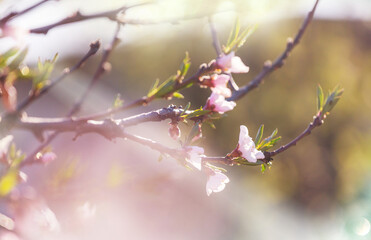Blossom cherry