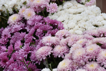 Colorful flowers photographed in the monasteries of Meteora, in Greece
