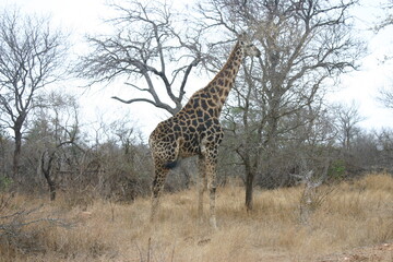 giraffe walking in the kruger national park