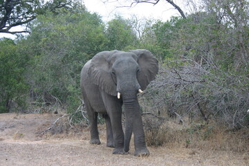 african elephant walking