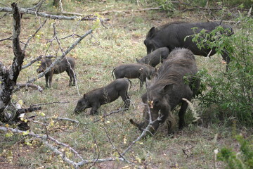 warthog in the bush