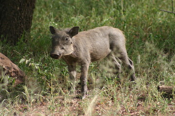warthog in the bush