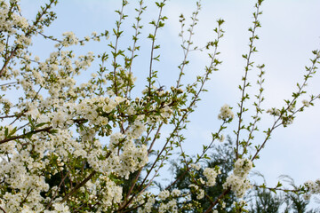 Blossoming cherry flowering branch in garden