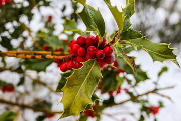 Rote Beeren der Stechpalme in einer Winterlandschaft