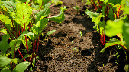 Macro image of organic healthy vegetables and rows of garden beds on countryside farm. Background of healthy nutrition and small business gardening