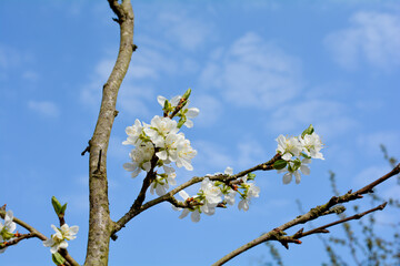 Blossoming cherry blossom branch  against a blue sky