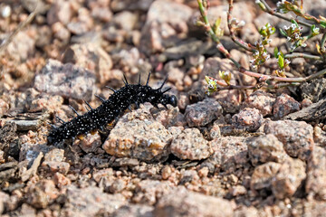 Raupen des Tagpfauenauge s ( Aglais io ).