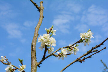 Cherry blossom branch against a blue sky