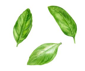Basil leaves watercolor illustration isolated on white background
