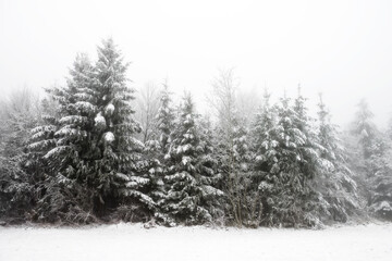 Verschneite Tannen am Waldrand