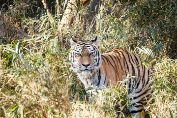 草むらの中からこちらを睨むトラ