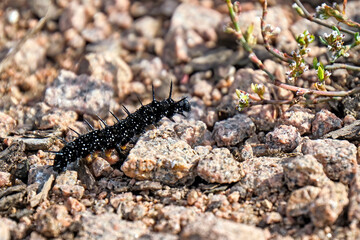 Raupen des Tagpfauenauge s ( Aglais io ).
