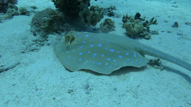 Ein kleiner Blaupunktrochen am Meeresgrund in &Auml;gpyten, Hurghada