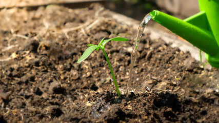 Gardener watering small green plant sprouts growing in soil on garden bed. Concept of healthy nutrition, bringing new life and protecting nature. Planting organic vegetables
