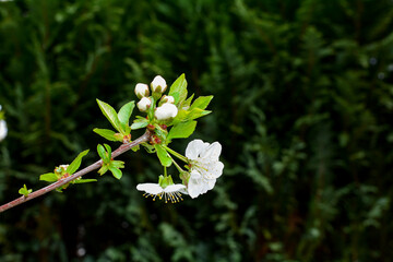 Blossoming cherry flowering branch in the green nature