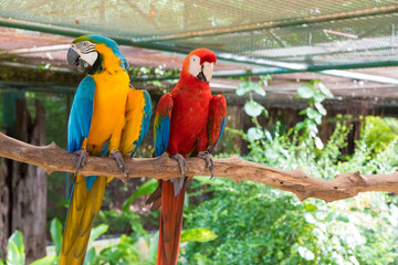 Macro bird sitting on the pal tree trunk, Panama. Wildlife scene from tropical forest. Beautiful parrot on green tree in nature habitat.