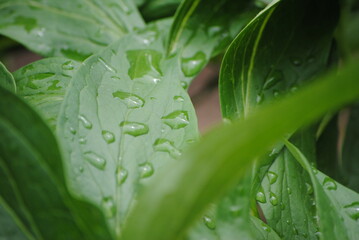 Feuille humide