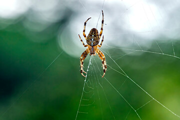 Gartenkreuzspinne ( Araneus diadematus ).