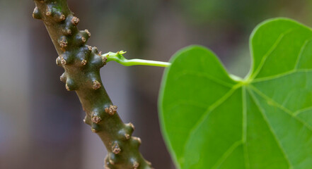 Fresh green heart-shaped leaves