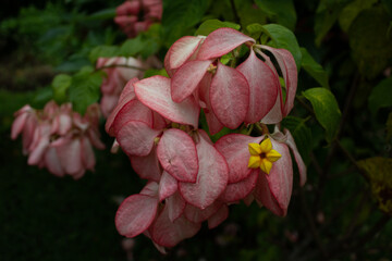 Blüten im Dschungel in Thailand 