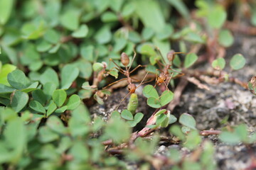 weaver ants carry green caterpillars back the leaf