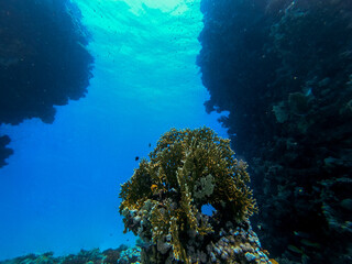 Fototapeta na wymiar Unterwasseraufnahme zwischen zwei Korallenriffen in Ägypten, Hurghada