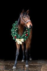 Beautiful chestnut brown horse mare stallion isolated on black background with christmas wreath. Elegant portrait of a beautiful animal.