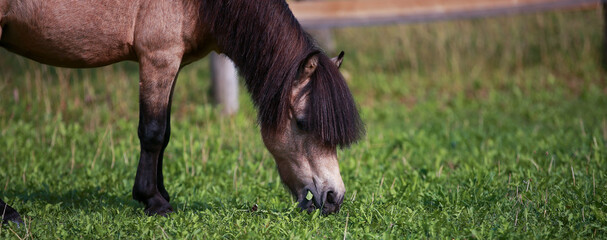 Miniature pony eating on a meadow with grass in its mouth and nose on the ground in portraits..