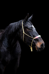 Obraz premium Beautiful chestnut brown horse mare stallion isolated on black background. Elegant portrait of a beautiful animal.