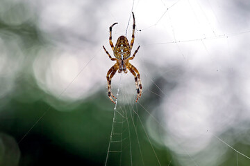 Gartenkreuzspinne ( Araneus diadematus ).