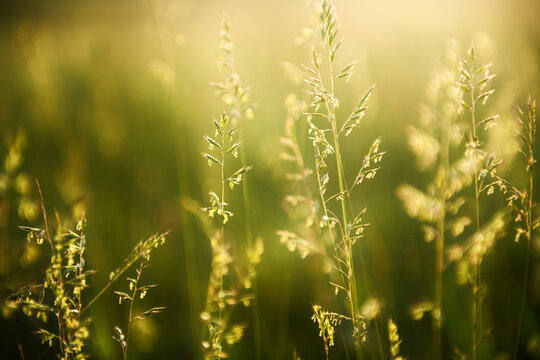 Fototapeta Green grass in a forest at sunset. Macro image, shallow depth of field. Summer nature background.