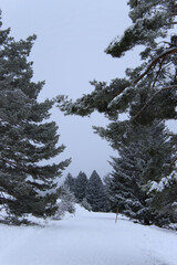 view of a path in the winter landscape