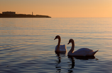 Fototapeta premium Couple of white swans swim in the sea at sunset