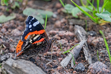 Admiral ( Vanessa atalanta, Syn.: Pyrameis atalanta ).
