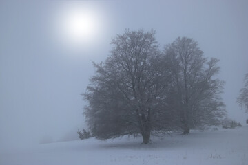 trees in the winter landscape with sun shining through the clouds