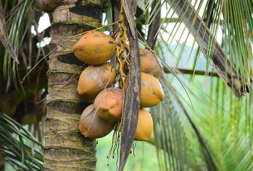 Brown coconut on the tree. A detailed close up of a brown coconut on a tree