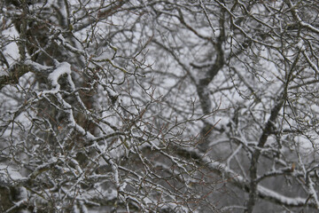 Fototapeta na wymiar branches of a tree with hoarfrost and snow