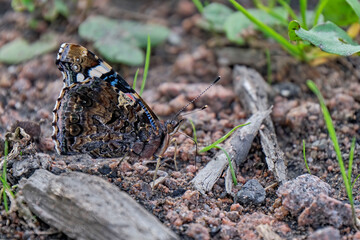 Admiral ( Vanessa atalanta, Syn.: Pyrameis atalanta ).