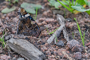 Admiral ( Vanessa atalanta, Syn.: Pyrameis atalanta ).