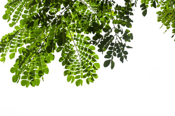 Fototapeta premium Photos of Leaves on white background