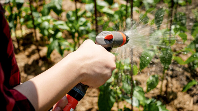 Closeup photo of female hands holding water hose while watering green plants and organic vegetables at backyard garden