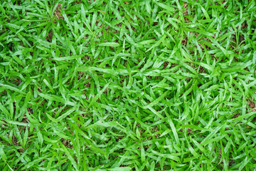 green grass background