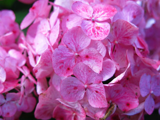 inflorescences of pink hydrangea large-leaved garden close-up