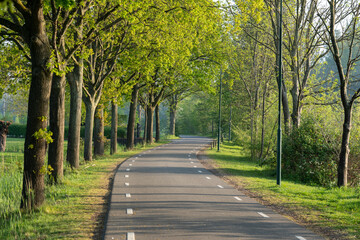 Curving road with trees along side