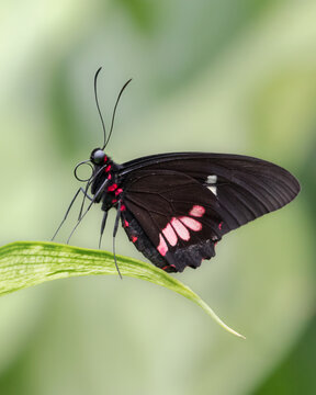 Close up side view of male pink checked cattleheart butterfly standing on green leaf